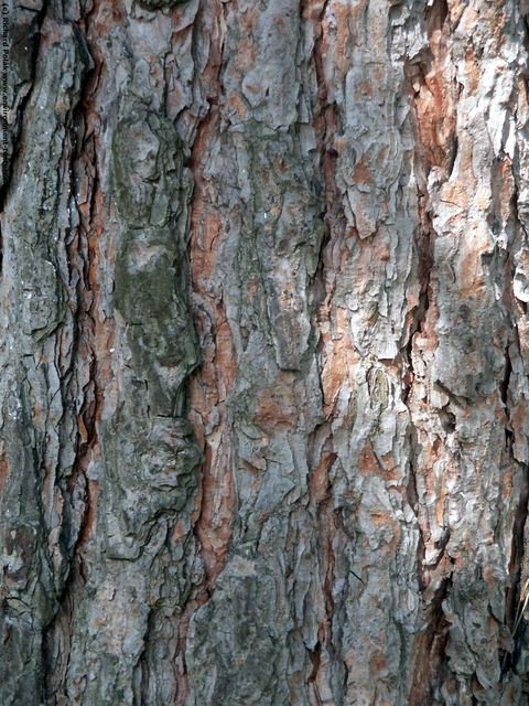 Tree Bark