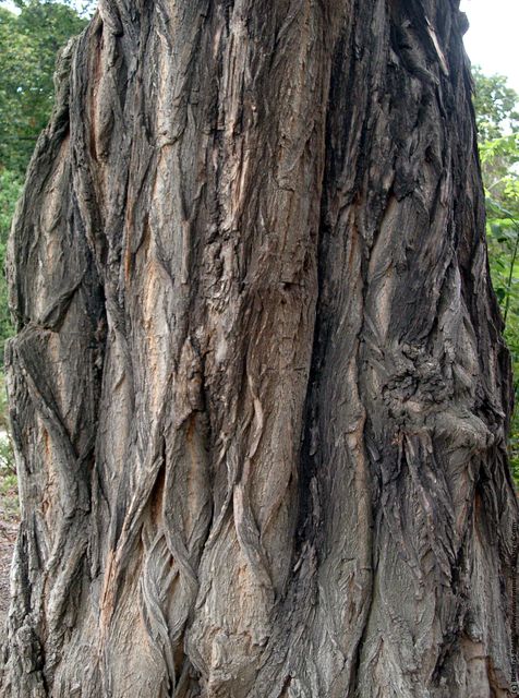 Tree Bark