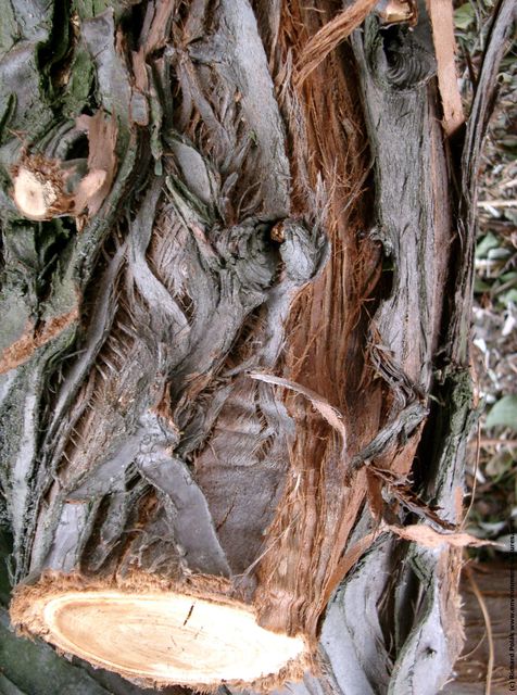 Tree Bark