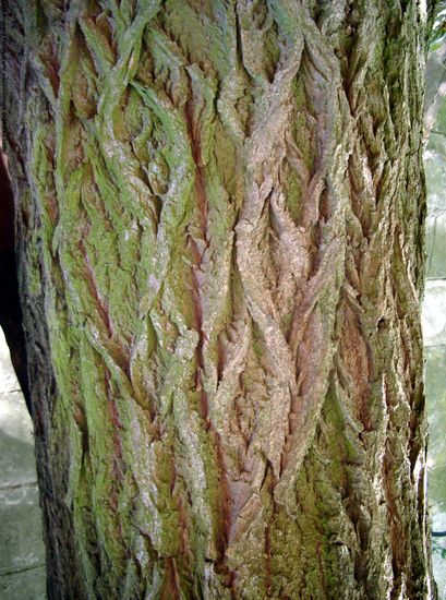 Tree Bark