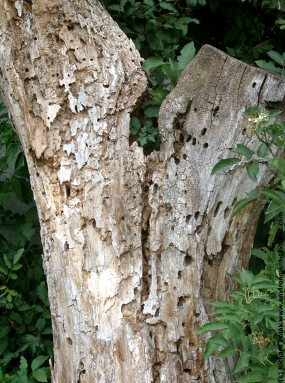 Tree Bark