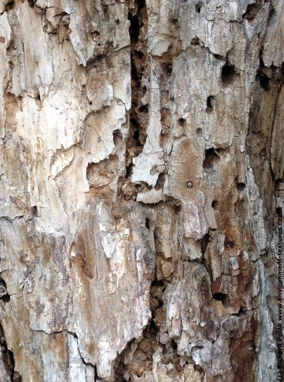 Tree Bark