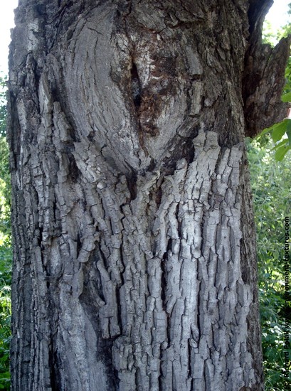 Tree Bark