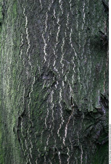 Tree Bark