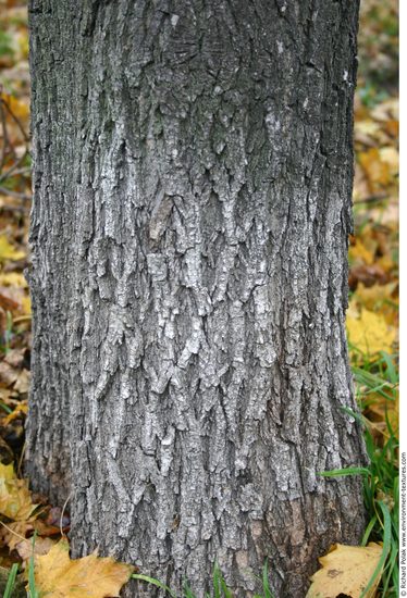 Tree Bark