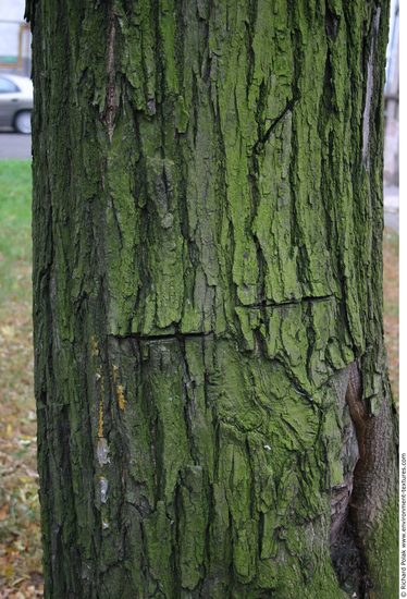 Tree Bark