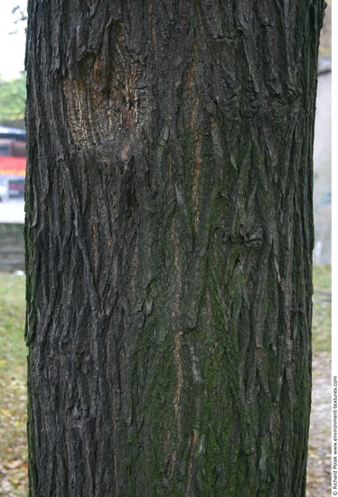 Tree Bark