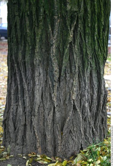 Tree Bark