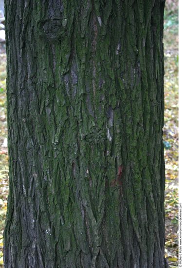 Tree Bark