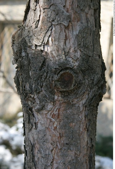 Tree Bark