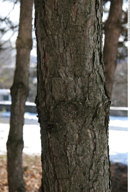 Tree Bark