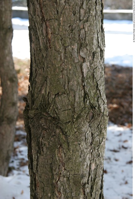 Tree Bark