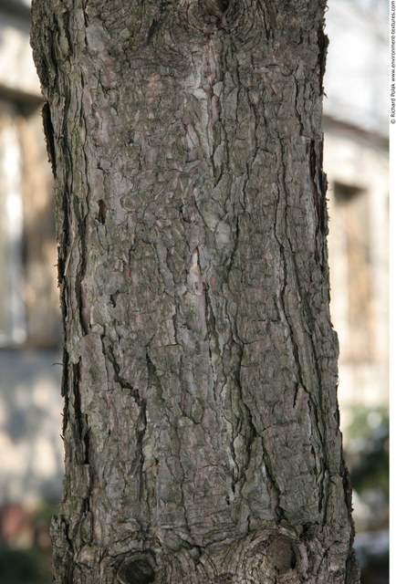 Tree Bark