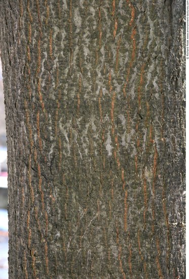 Tree Bark