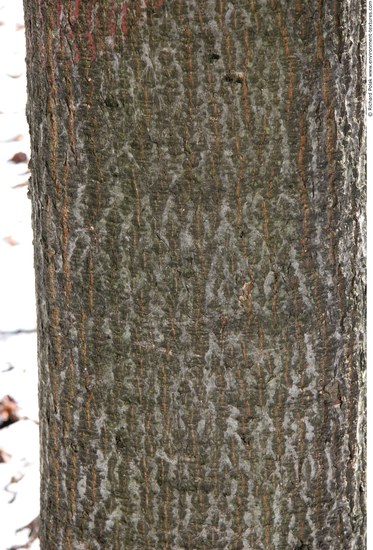 Tree Bark