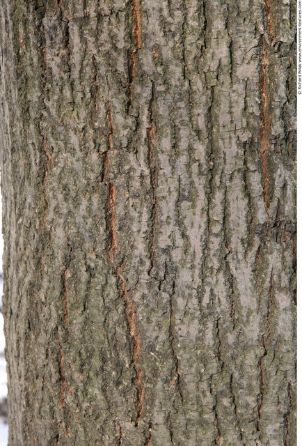 Tree Bark