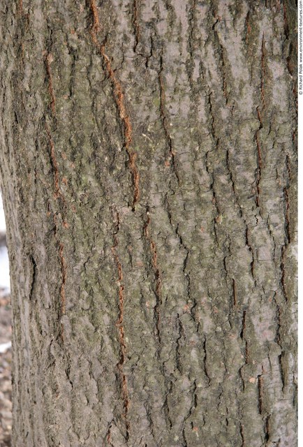 Tree Bark