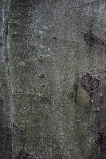 Tree Bark