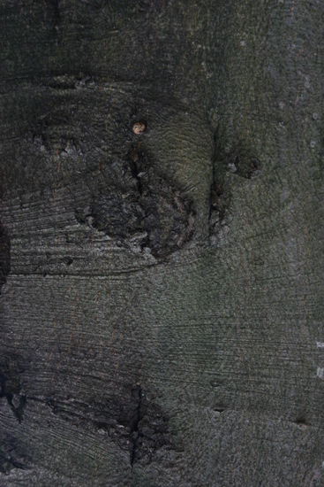 Tree Bark