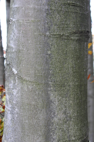 Tree Bark