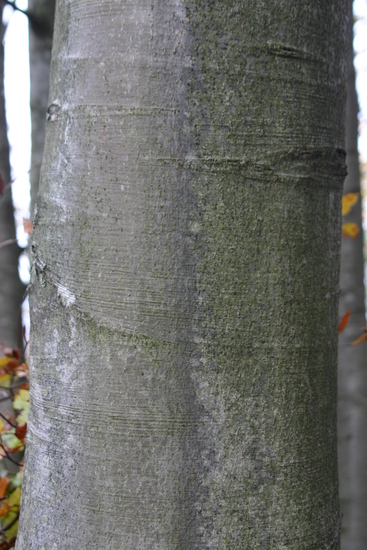 Tree Bark