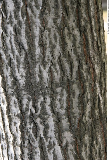 Tree Bark