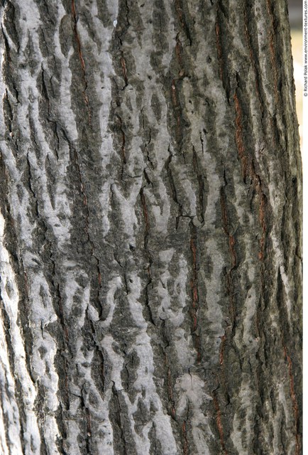 Tree Bark