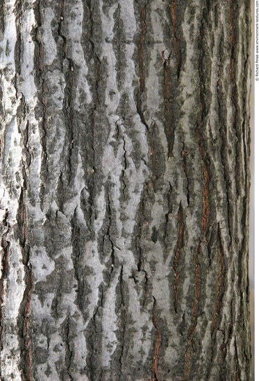 Tree Bark