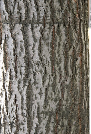 Tree Bark