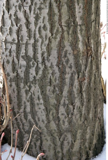 Tree Bark