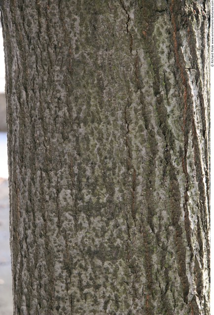 Tree Bark