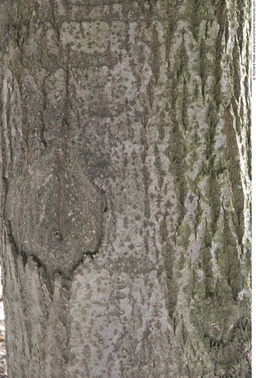 Tree Bark