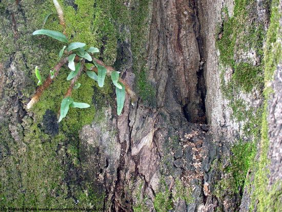 Tree Bark