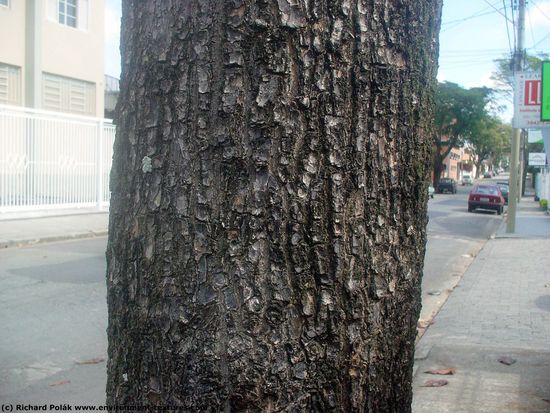 Tree Bark