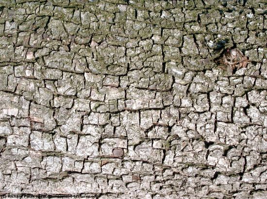 Tree Bark