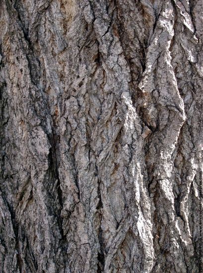 Tree Bark