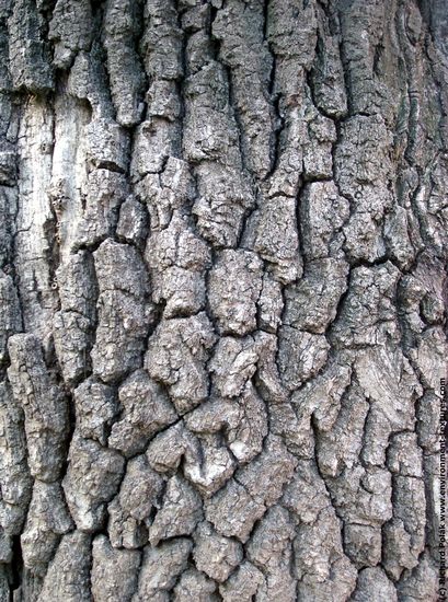 Tree Bark