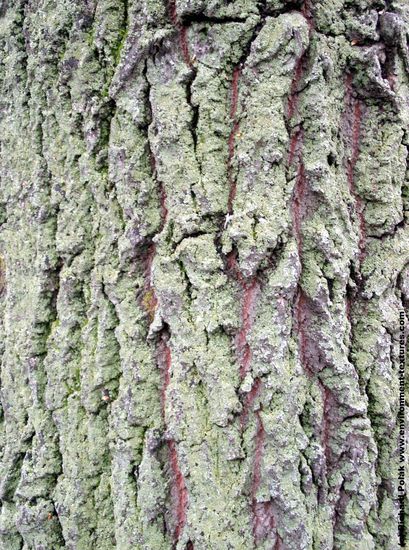 Tree Bark