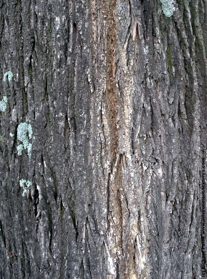 Tree Bark