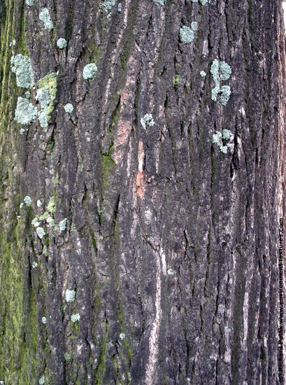 Tree Bark