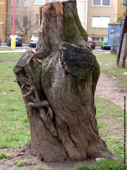 Tree Bark