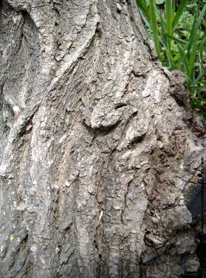 Tree Bark