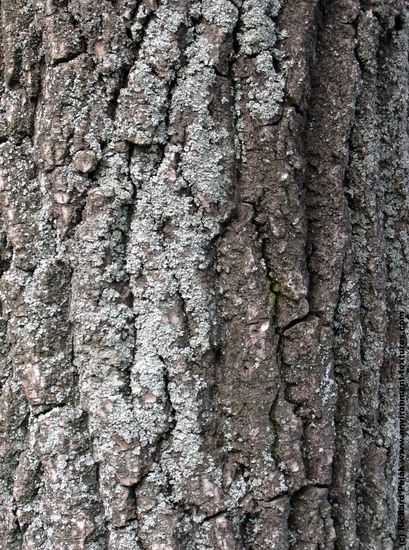 Tree Bark