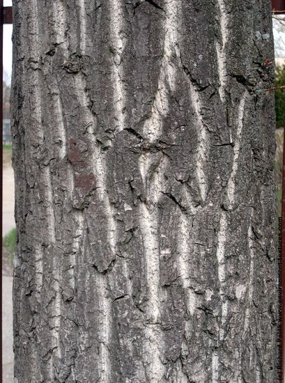 Tree Bark