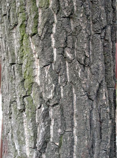 Tree Bark