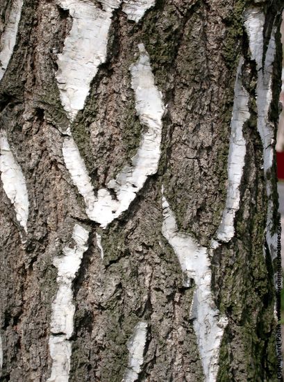 Tree Bark