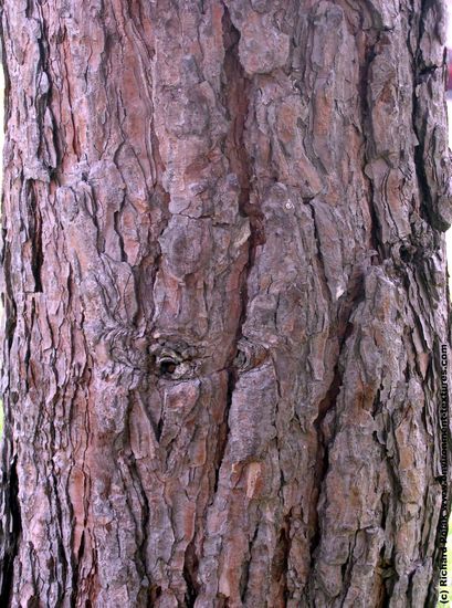 Tree Bark