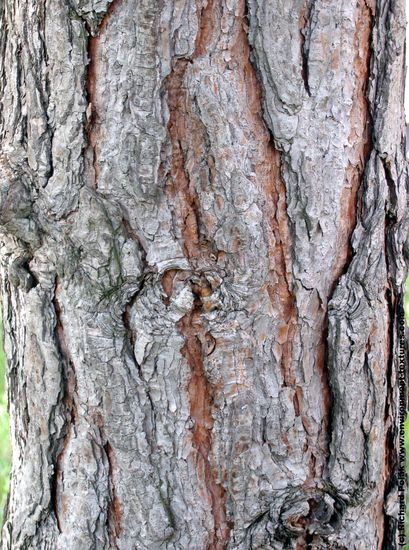 Tree Bark