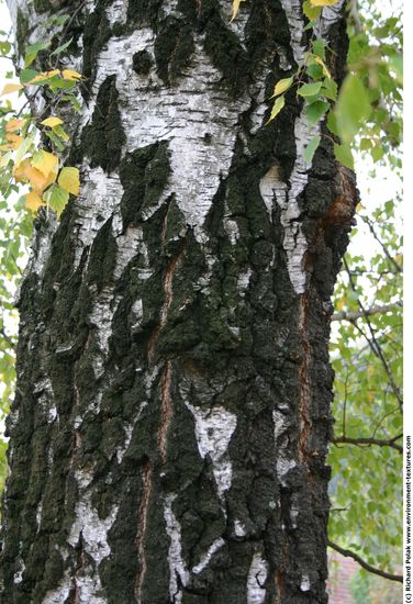 Tree Bark