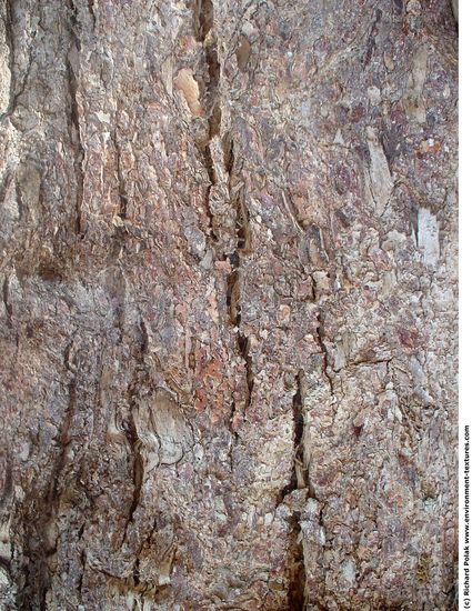 Tree Bark